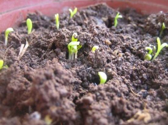 康乃馨如何种植，康乃馨种子的种植办法(6个步骤)