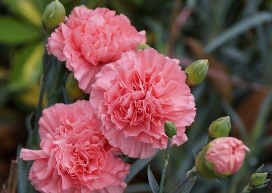 康乃馨如何种植，康乃馨种子的种植办法(6个步骤)