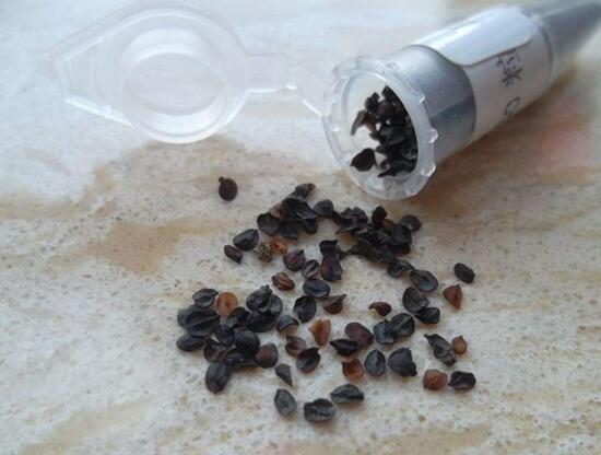 康乃馨如何种植，康乃馨种子的种植办法(6个步骤)