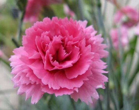 康乃馨如何种植，康乃馨种子的种植办法(6个步骤)