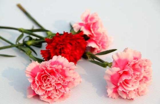 康乃馨花谢后如何处理，及时修剪浇营养液可再次开花