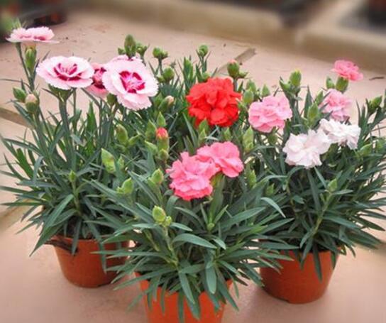 康乃馨花谢后如何处理，及时修剪浇营养液可再次开花