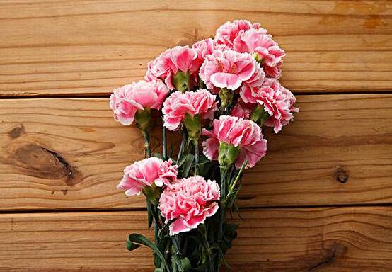 康乃馨花谢后如何处理，及时修剪浇营养液可再次开花