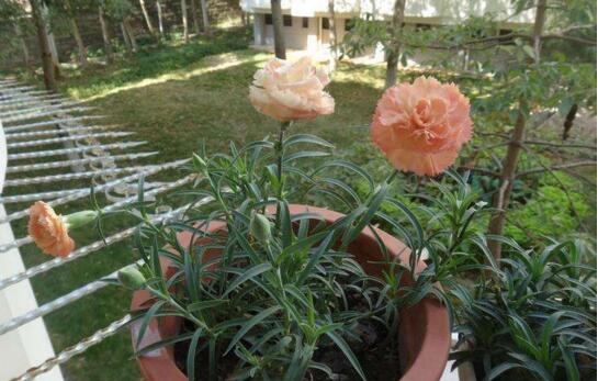 康乃馨花谢后如何处理，及时修剪浇营养液可再次开花