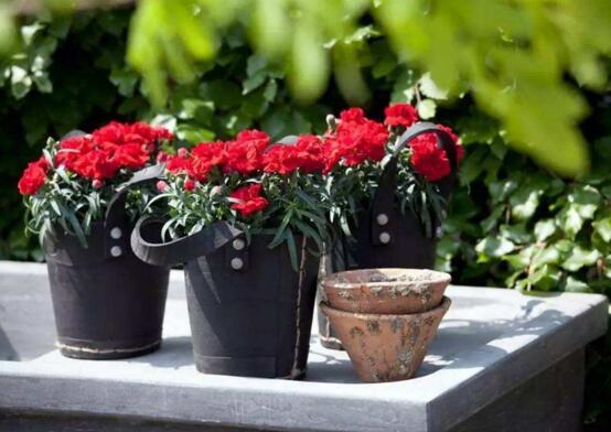 康乃馨花谢后如何处理，及时修剪浇营养液可再次开花