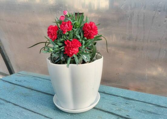 康乃馨花谢后如何处理，及时修剪浇营养液可再次开花