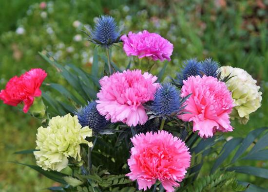 康乃馨一般送几朵，康乃馨送母亲几朵最好(16朵)