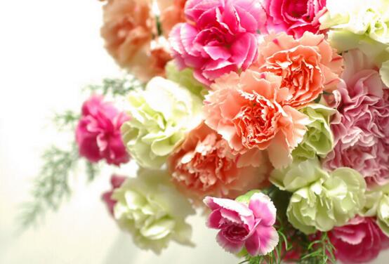 康乃馨一般送几朵，康乃馨送母亲几朵最好(16朵)