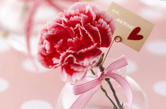 母亲节为何要送康乃馨，康乃馨为何代表母爱