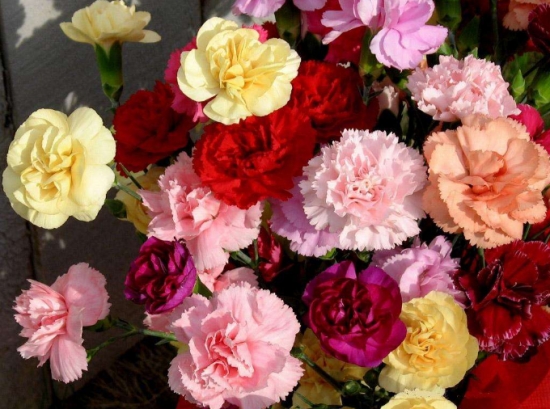 康乃馨 不同颜色的康乃馨适合送什么人?