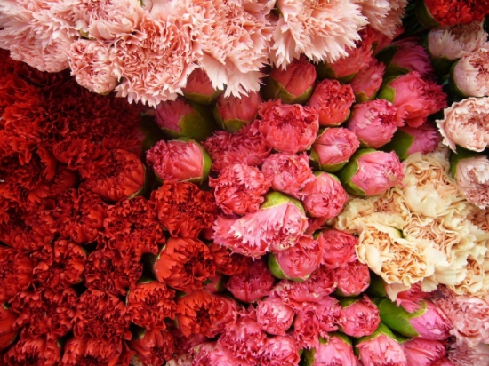 康乃馨 不同颜色的康乃馨适合送什么人?