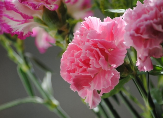 康乃馨有什么作用: 可作切花又可作盆栽观赏,也可作药用