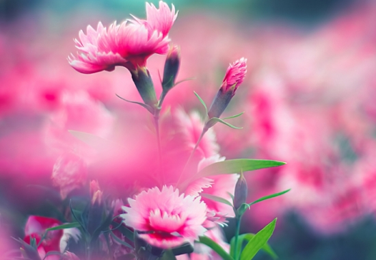 康乃馨为何叫做"母亲花"