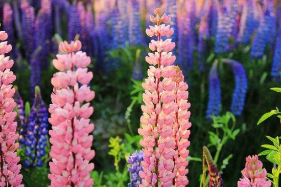 康乃馨为何叫做"母亲花"