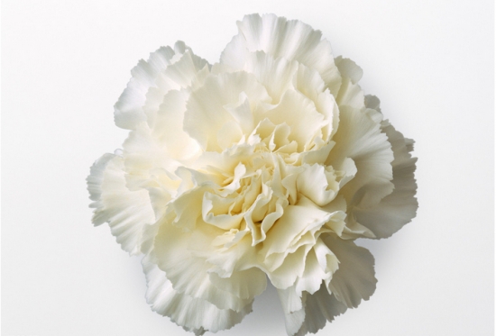 康乃馨的养殖办法和留意事项：喜肥沃,通气良好的土壤