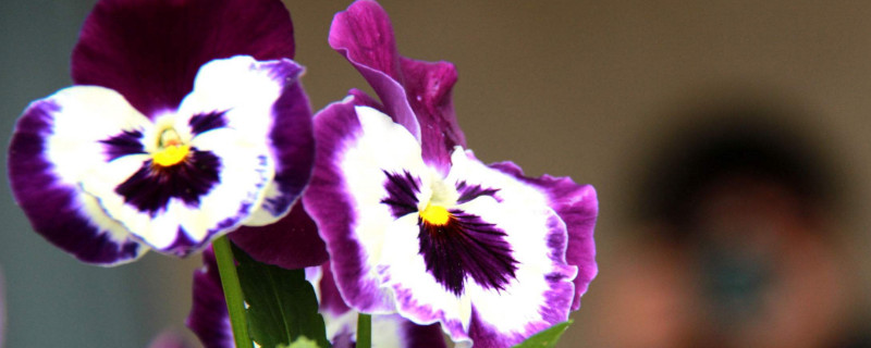 三色堇夏季如何养