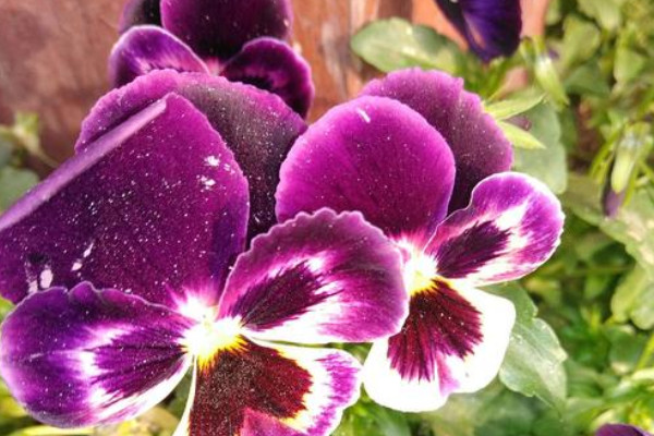 三色堇夏季如何养