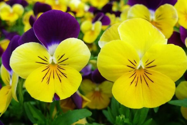 三色堇如何打顶