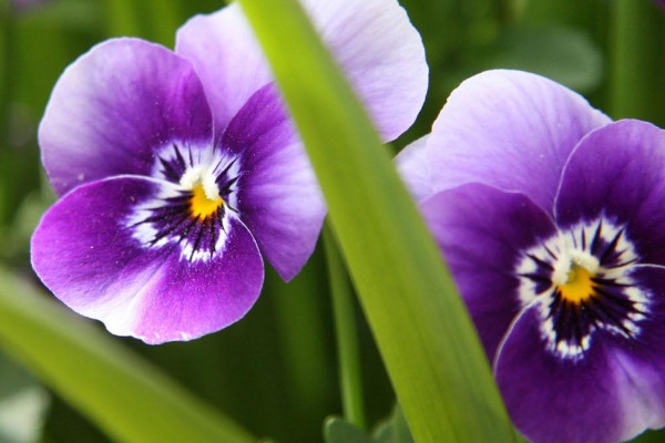 三色堇如何打顶