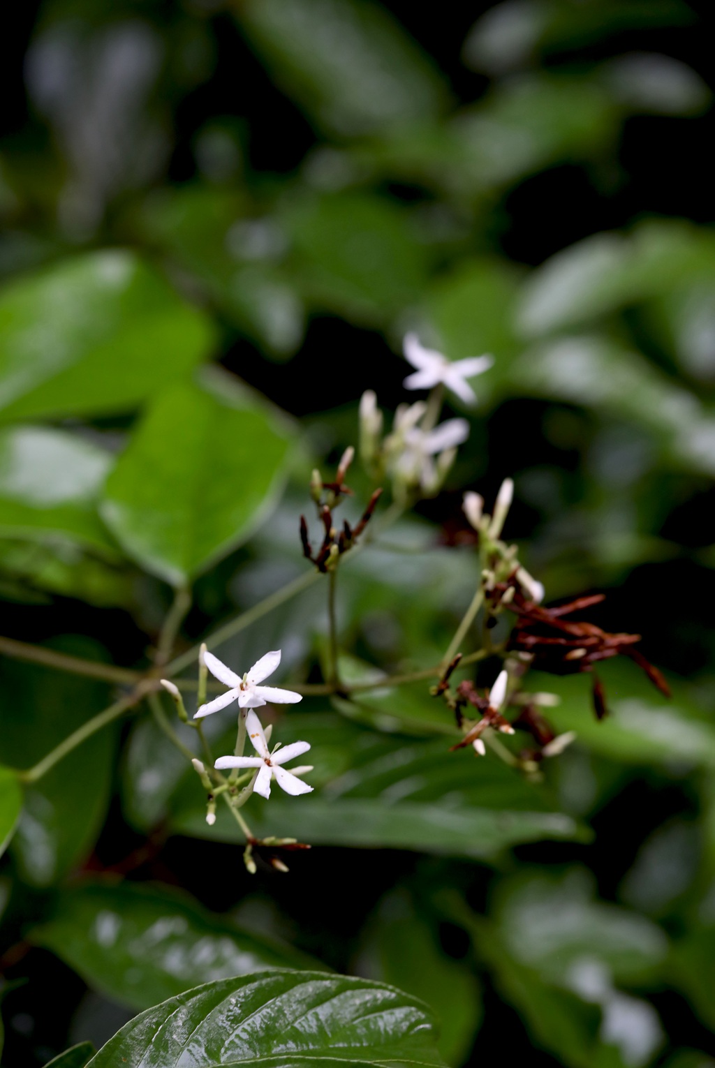 清香藤，野外自然生长，根茎可入药的清香藤高清图片