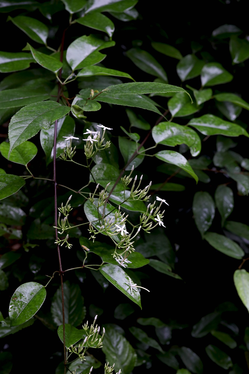 清香藤，野外自然生长，根茎可入药的清香藤高清图片
