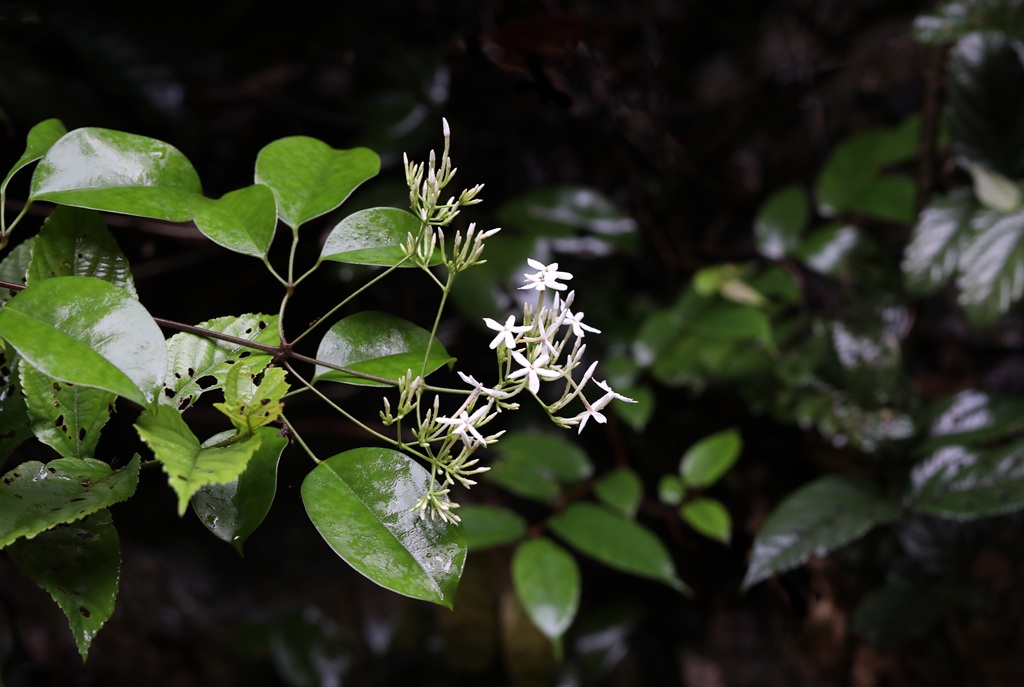 清香藤，野外自然生长，根茎可入药的清香藤高清图片