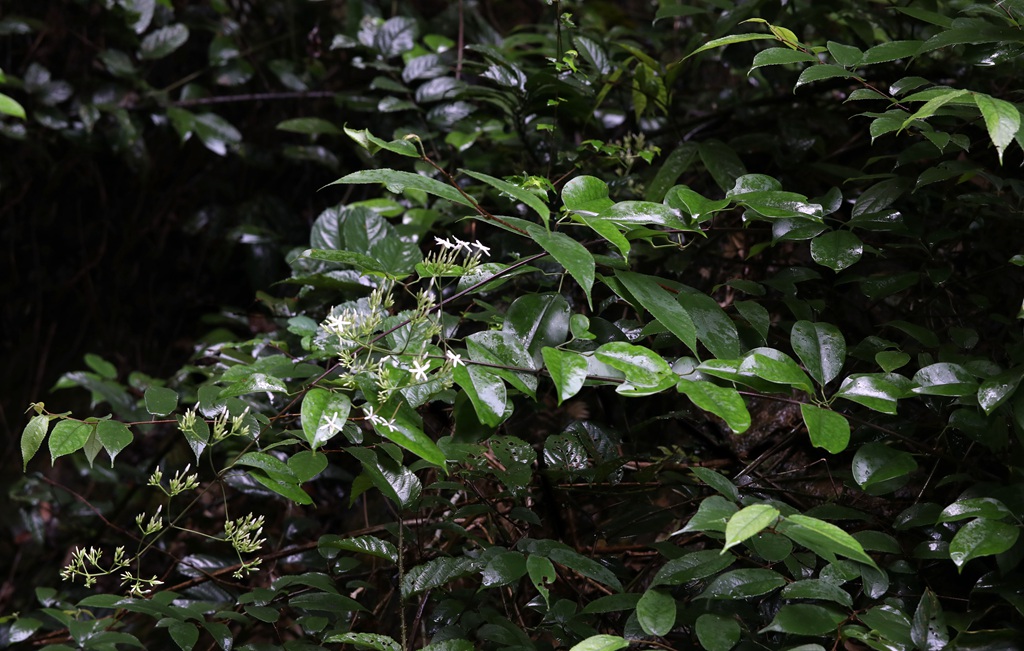 清香藤，野外自然生长，根茎可入药的清香藤高清图片