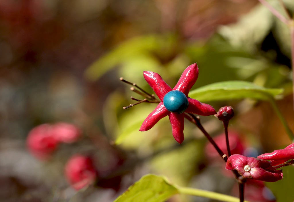 花果美丽的海州常山（臭梧桐）叶，花，果实微距图片