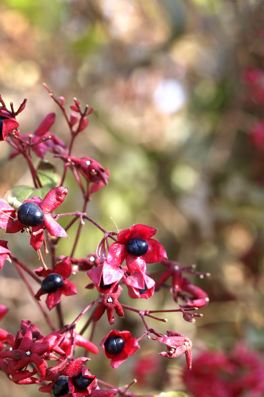 花果美丽的海州常山（臭梧桐）叶，花，果实微距图片