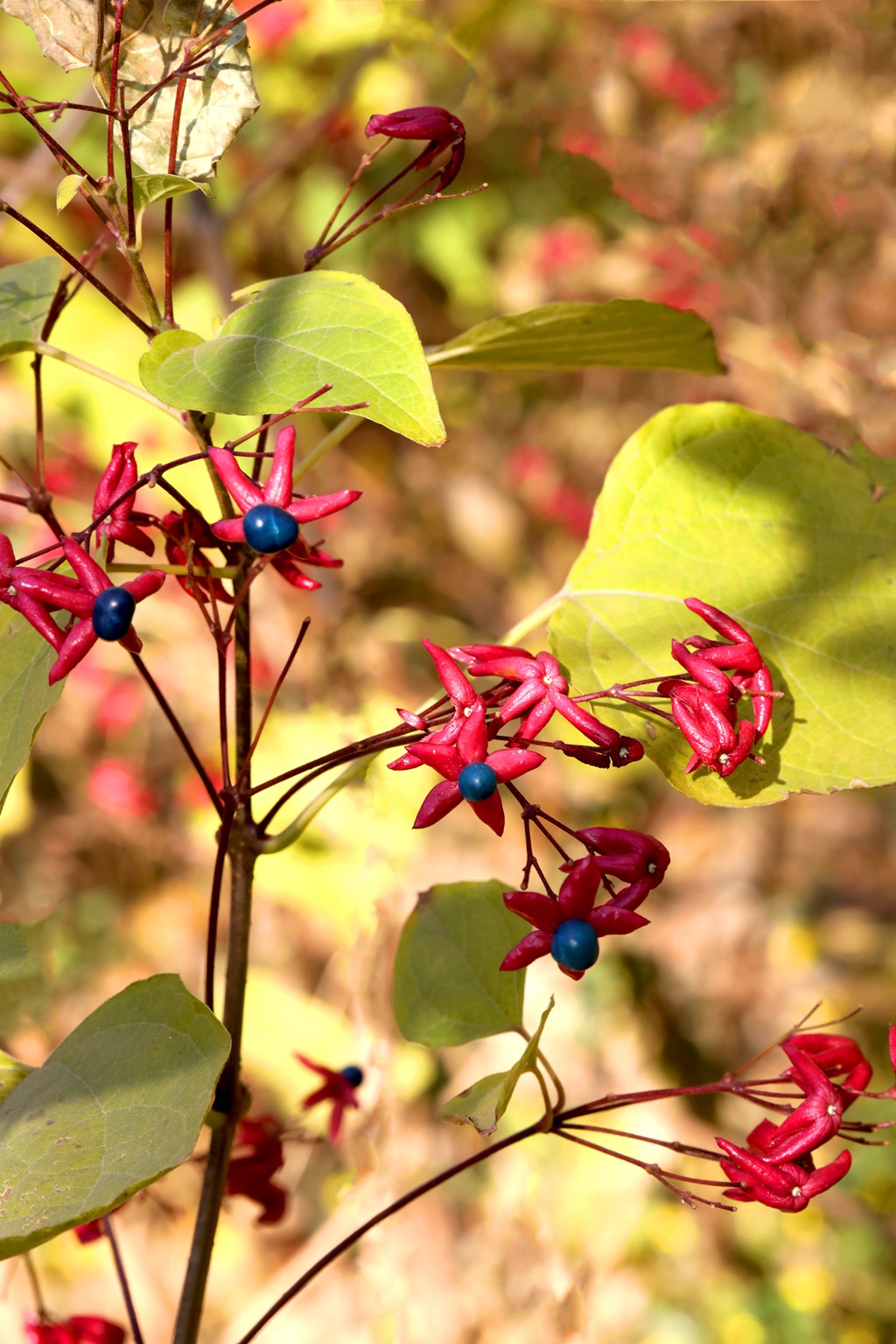 花果美丽的海州常山（臭梧桐）叶，花，果实微距图片