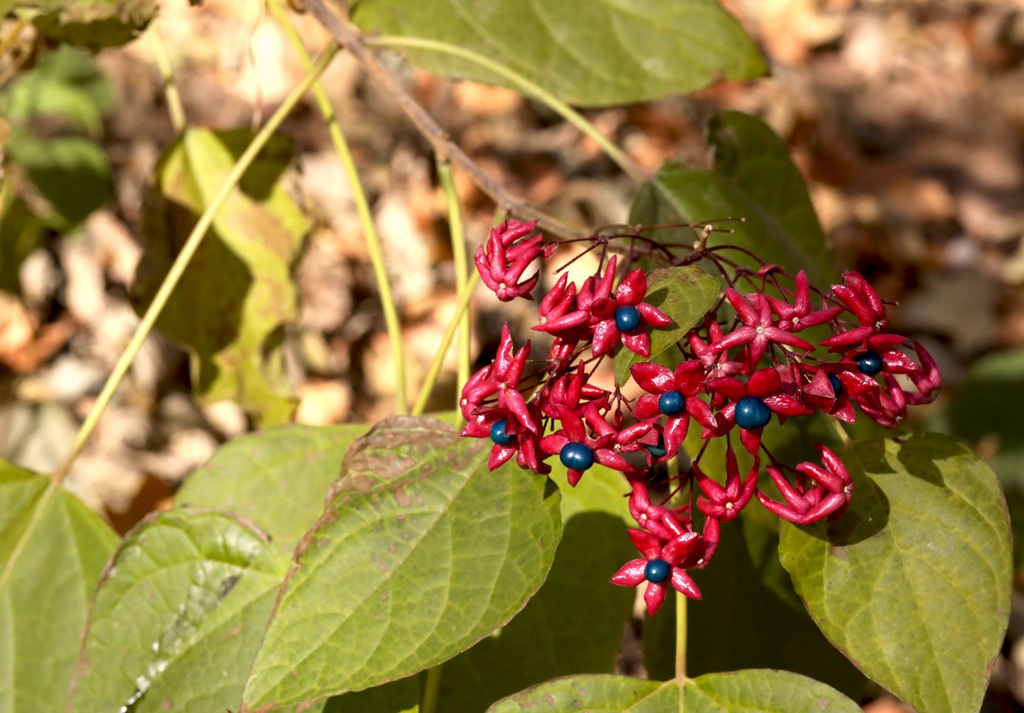 花果美丽的海州常山（臭梧桐）叶，花，果实微距图片