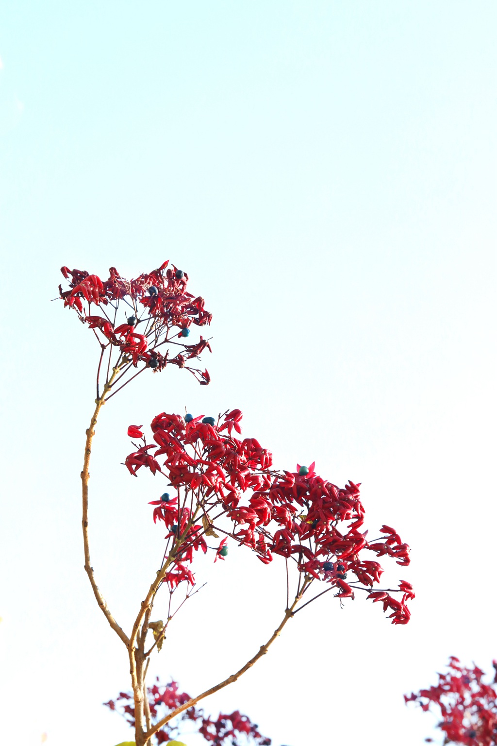 花果美丽的海州常山（臭梧桐）叶，花，果实微距图片