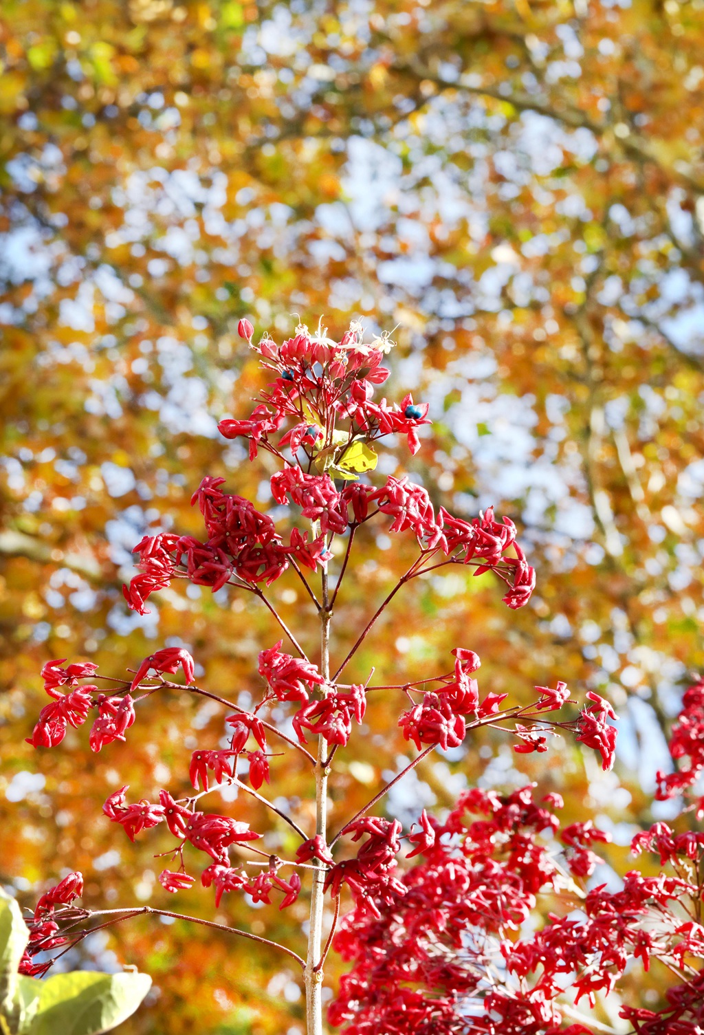 花果美丽的海州常山（臭梧桐）叶，花，果实微距图片