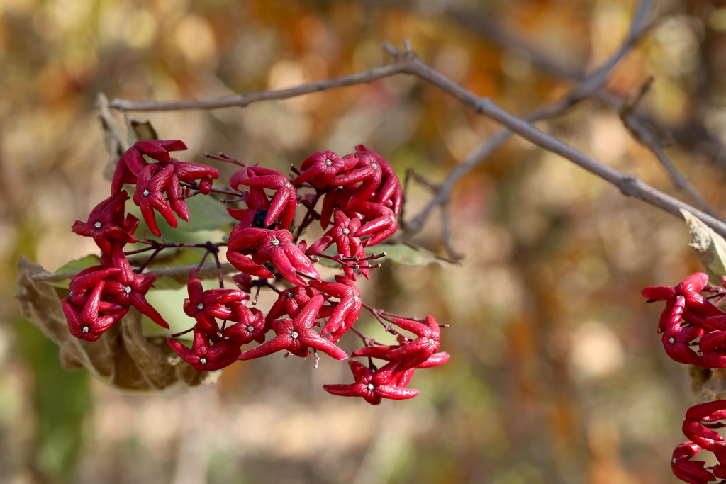 花果美丽的海州常山（臭梧桐）叶，花，果实微距图片