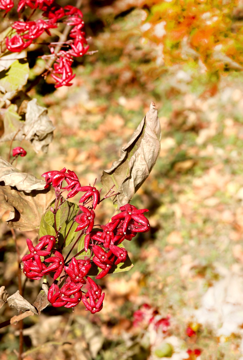 花果美丽的海州常山（臭梧桐）叶，花，果实微距图片