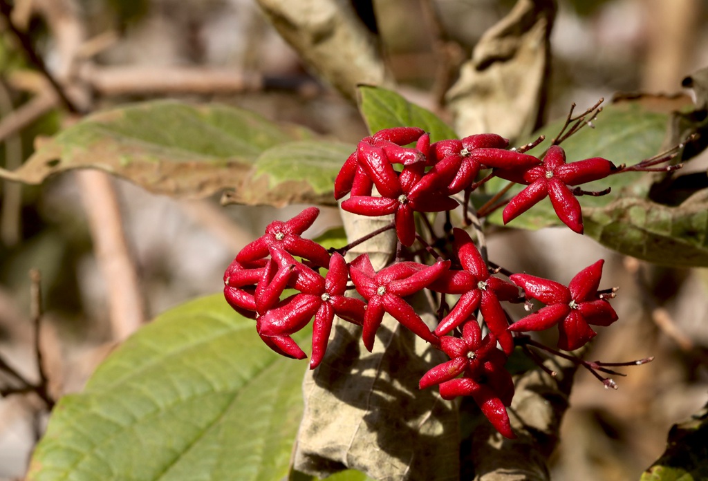 花果美丽的海州常山（臭梧桐）叶，花，果实微距图片
