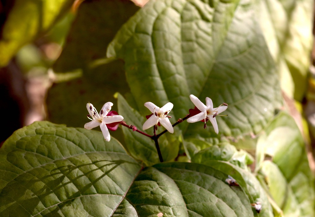 花果美丽的海州常山（臭梧桐）叶，花，果实微距图片