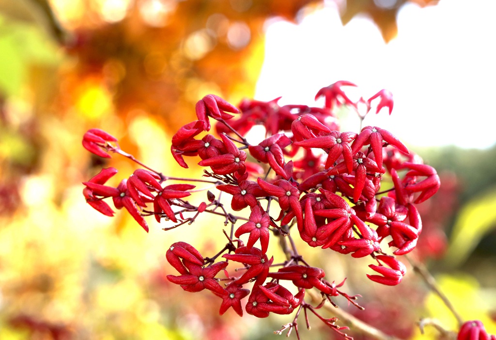 花果美丽的海州常山（臭梧桐）叶，花，果实微距图片