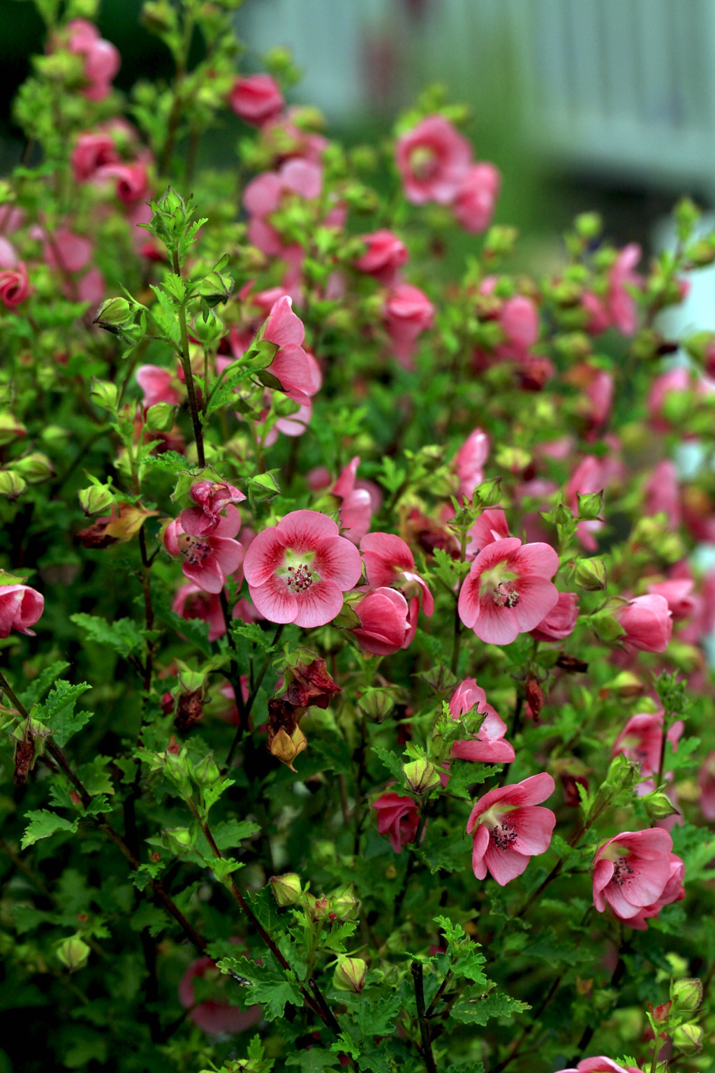 一朵一朵，漂亮极了，开满粉红色小花的观赏灌木小木槿高清图片