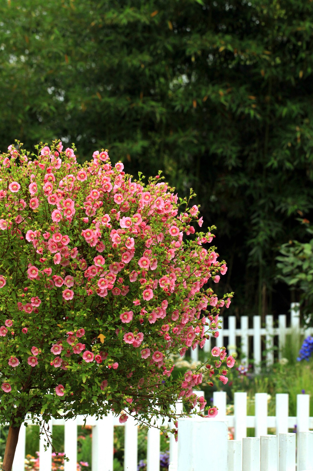 一朵一朵，漂亮极了，开满粉红色小花的观赏灌木小木槿高清图片