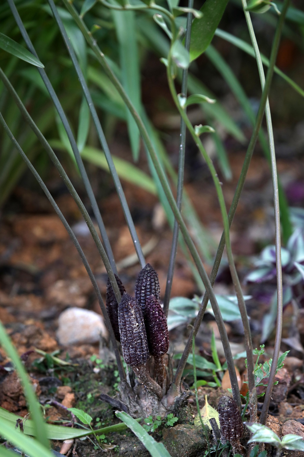 泽米-野外生长的苏铁类植物之钝叶泽米高清图片