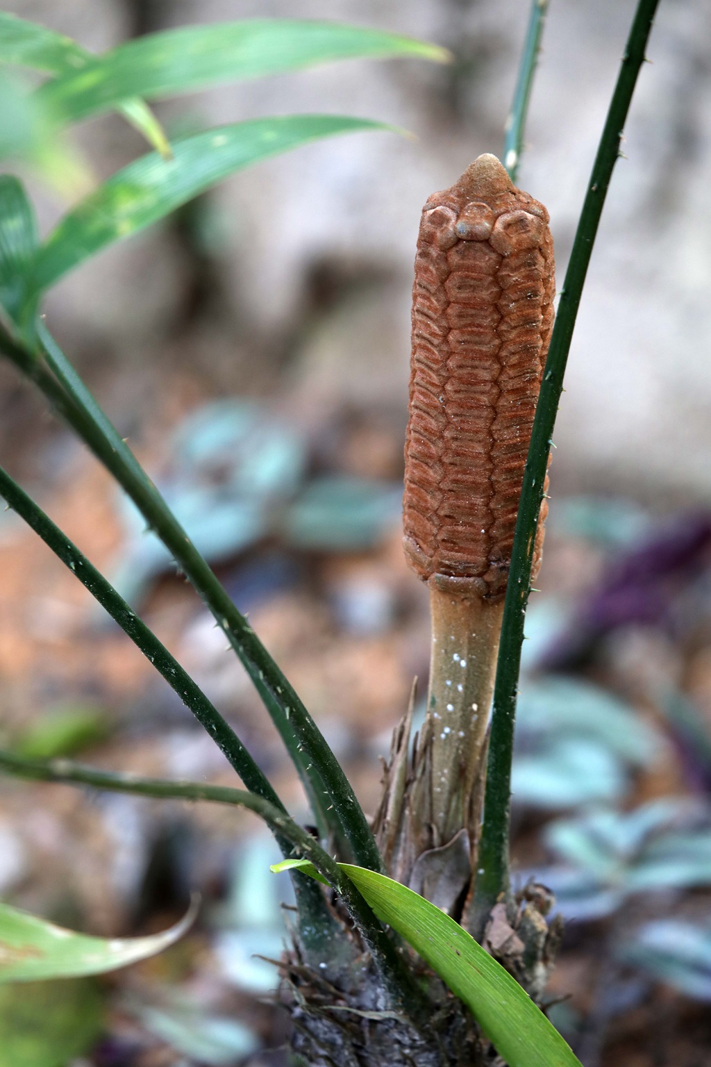 泽米-野外生长的苏铁类植物之钝叶泽米高清图片