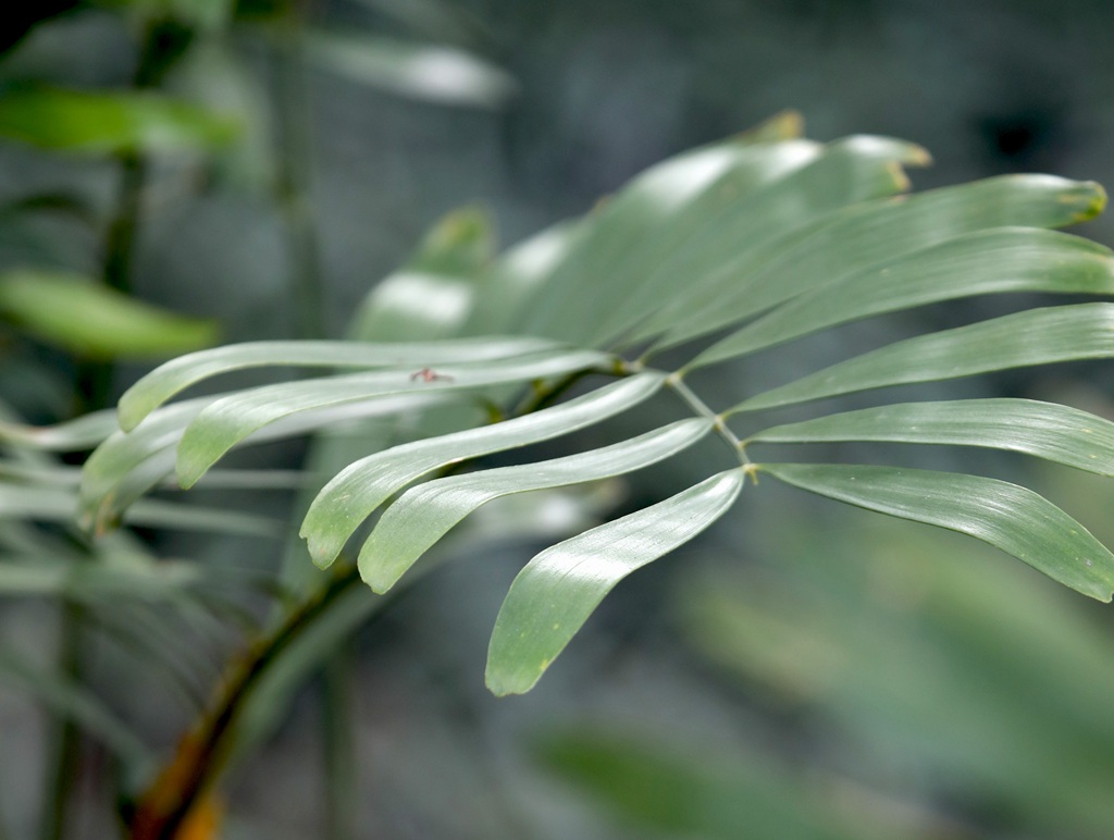 泽米-野外生长的苏铁类植物之钝叶泽米高清图片