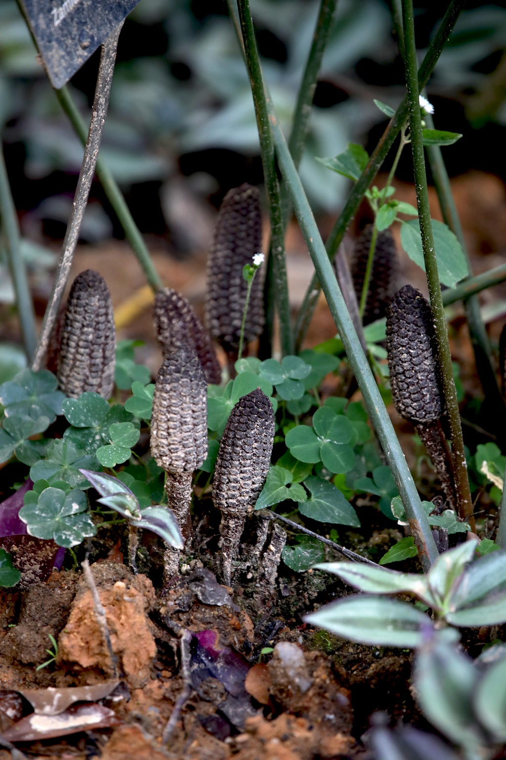 泽米-野外生长的苏铁类植物之钝叶泽米高清图片