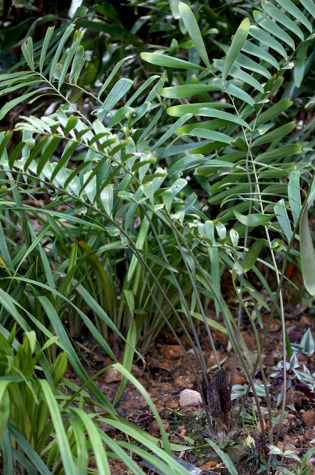 泽米-野外生长的苏铁类植物之钝叶泽米高清图片