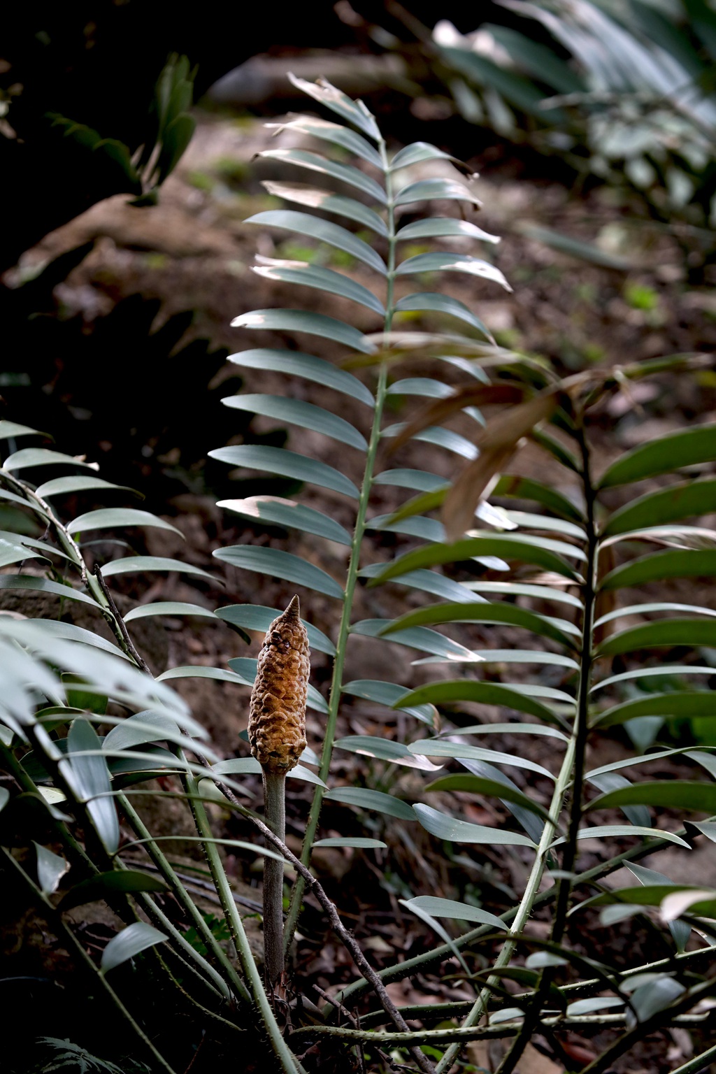 泽米-野外生长的苏铁类植物之钝叶泽米高清图片