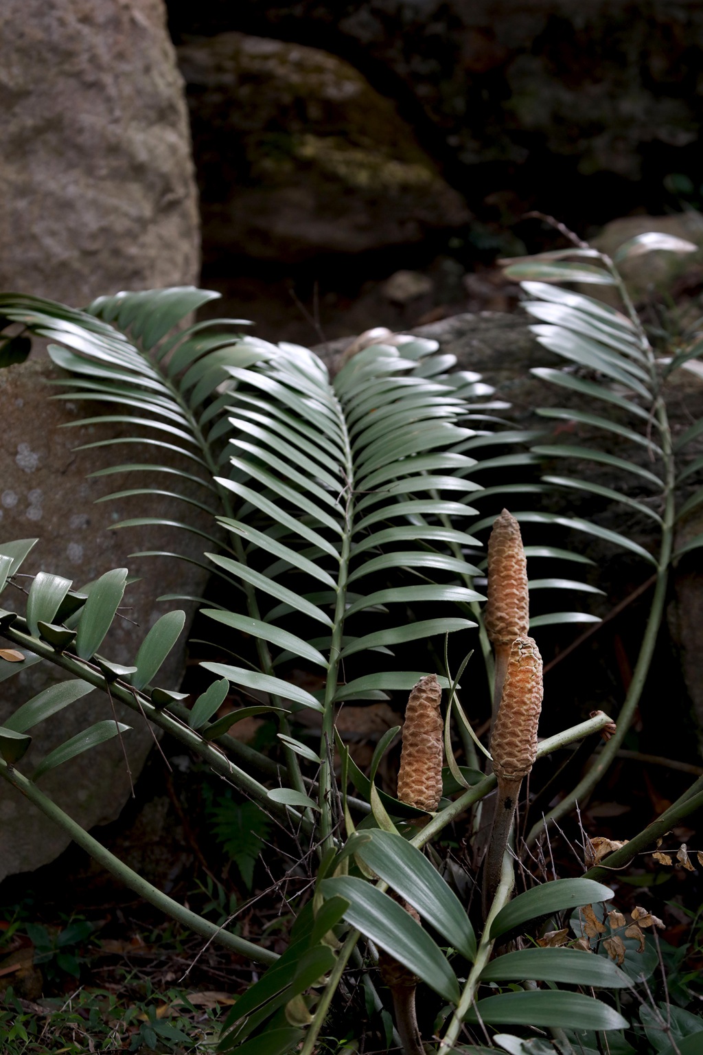 泽米-野外生长的苏铁类植物之钝叶泽米高清图片