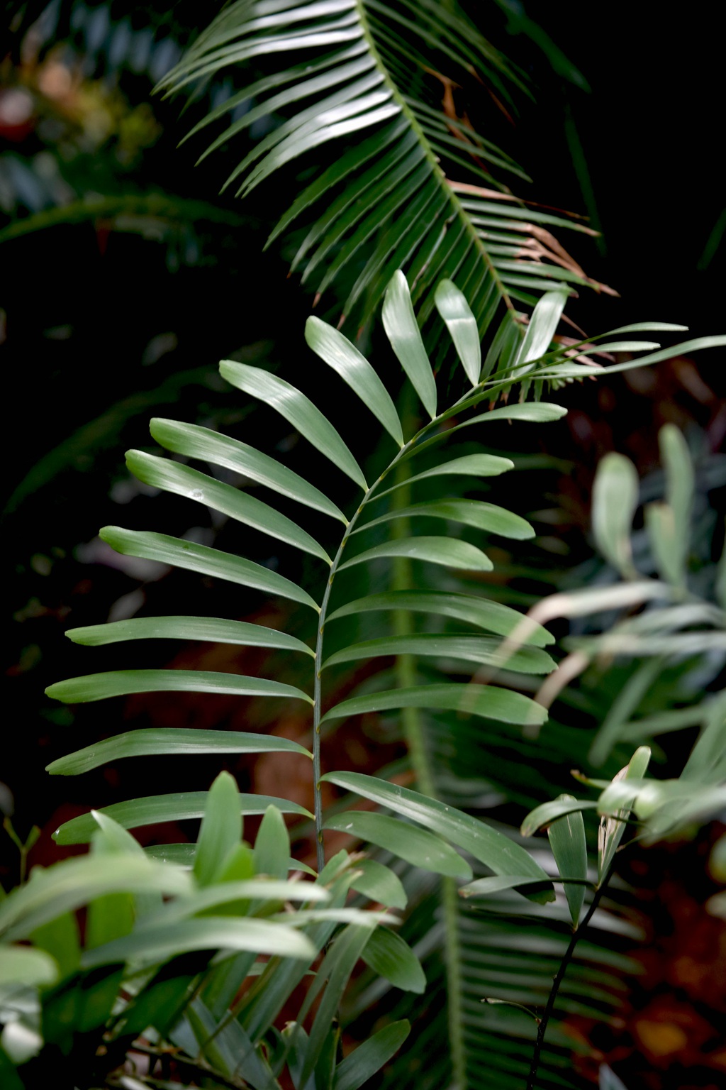 泽米-野外生长的苏铁类植物之钝叶泽米高清图片