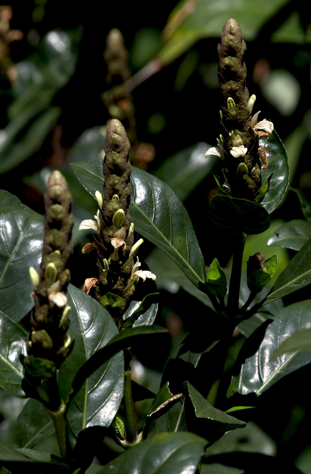 全草可入药，生长茂盛的黑叶小驳骨全草，果实高清图片