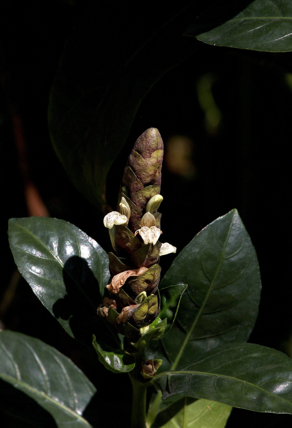 全草可入药，生长茂盛的黑叶小驳骨全草，果实高清图片